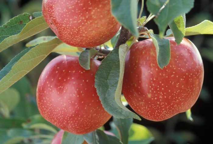 29 Types Of Apples From A to Z (With Photos!)
